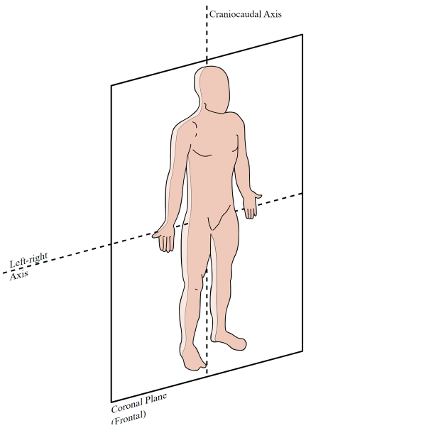 <p>divies the body or structure into dorsal and ventral sections</p>