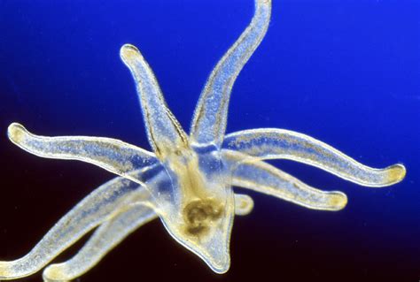 <p>What are Meroplankton&nbsp;(form of zooplankton)</p>