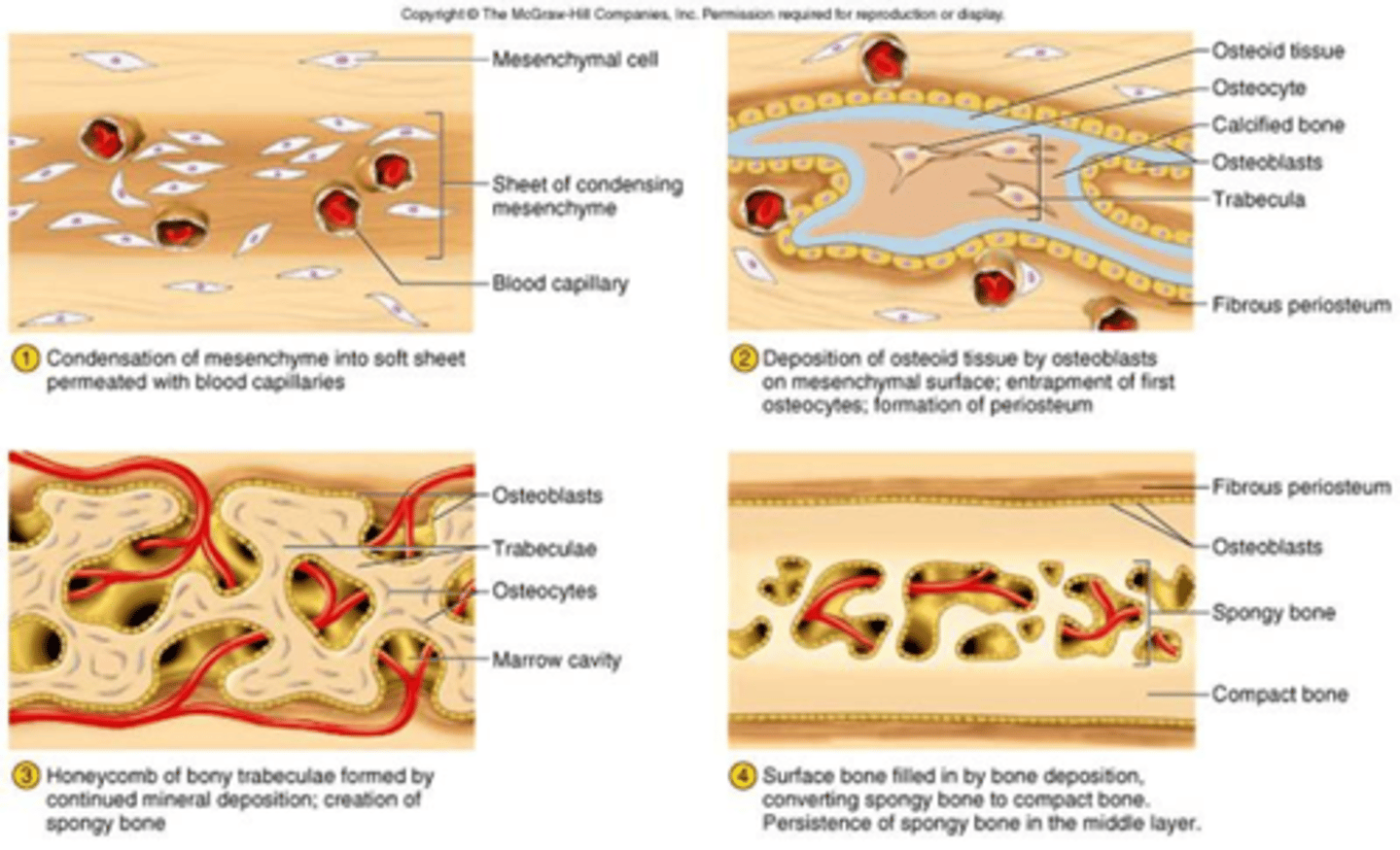 <p>Bone will develop between layers of fibrous connective tissue (i.e. within the membrane).</p><p>Cells within this fibrous connective tissue become osteoblasts and form a matrix.</p><p>This matrix grows thick and traps more osteoblasts. These osteoblasts become osteocytes.</p><p>This is the way the flat bones of the skull and most of the clavicle are formed.</p><p>In this process, bones form directly from mesenchymal tissue.</p>