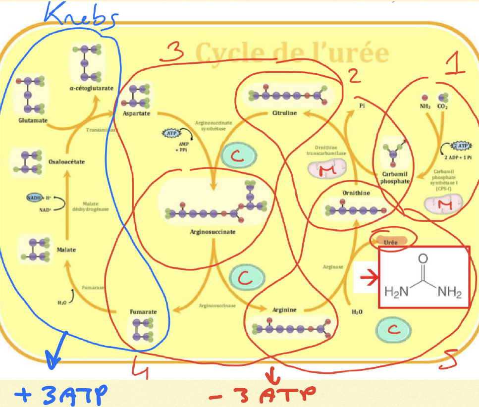Ammoniac→CarbomoylP by CSP-1 (Mitochondria)

CP+Ornithine→citrulline by OCT (Mitochondria)

Citrulline+Aspartate→Arginosuccinate by AS (Cytosol by tORNT)

Arginosuccinate→Arginine+fumarate by AL (Cytosol)

Arginine→urea+ornithine by arginase