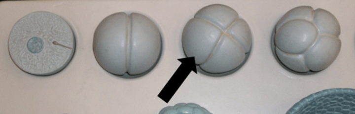 <p>Name the structure</p>