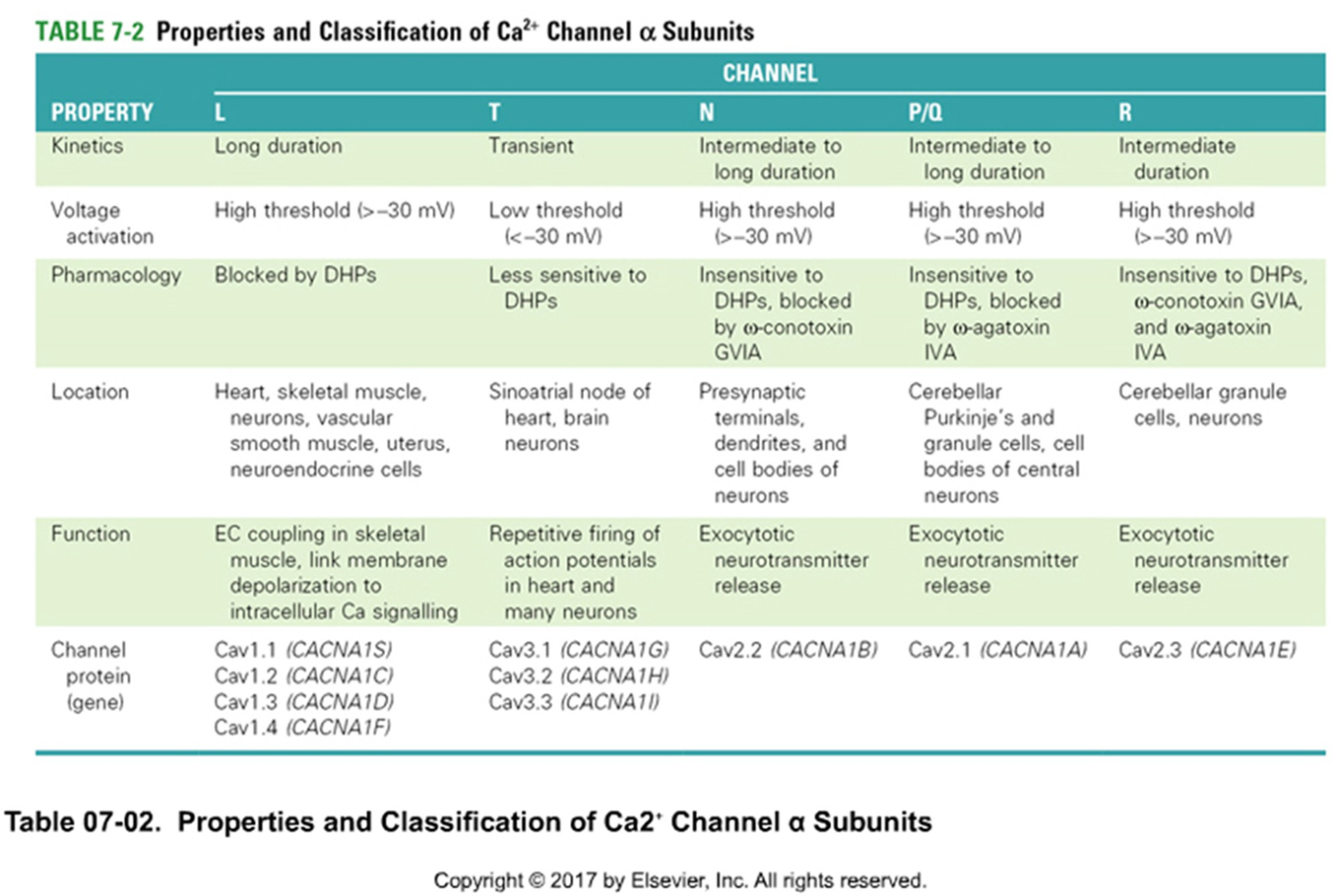 <ul><li><p>Cav1 — L(ong duration)</p></li><li><p>Cav 3 — T(ransient); low thershold</p></li><li><p>Cav 2</p><ul><li><p>N (intermediate - long)</p></li><li><p>P/Q (intermediate - long)</p></li><li><p>R (intermediate)</p></li></ul><p>‎</p></li><li><p>DHP = ‎dihydropyridine; blokkeren Ca-kanaal</p></li></ul><p></p>