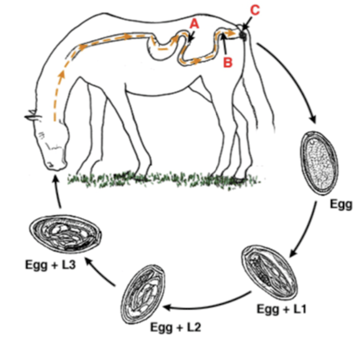 <p>this represents the life of what parasite?</p>