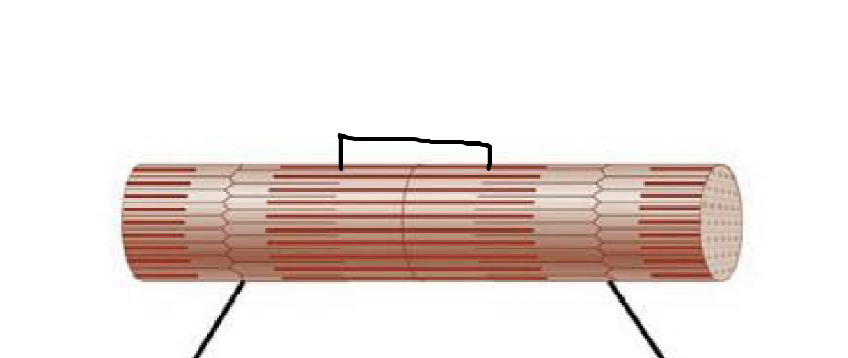 <p>what muscle feature is this?!</p>