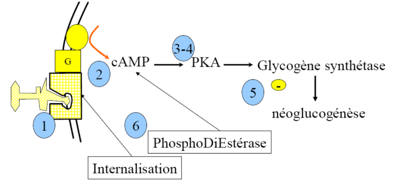 <p>1) Reconnaissance: de l’hormone par un récepteur sélectif et qui dispose d’une certaine affinité par des liens spécifiques réversibles en général.Le récepteur change alors de conformation.</p><p>2) Transduction: passage de l’information au second messager, ici l’AMPc</p><p>3) Transmission: Le second messager active des protéines.Ici l’AMPc active la PKA.</p><p>4) Modulation de l’effecteur: Les protéines agissent sur un enzyme: inhibition ou augmentation de son activité. Ici la glycogène synthètase est phosphorée par la PKA et est ainsi inhibée.</p><p>5) Réponse: dépend de l’ampleur, de la durée. Ici, inhibition de la néoglucogénèse.</p><p>6) Terminaison: Il faut arrêter la synthèse du second messager, le dégrader et on met fin à l’interaction hormone récepteur.Ici clivage de l’AMPc par la phosphodiestérase et le récepteur est internaliser. D’autres enzymes vont enlever le phosphate de la glycogène synthètase.</p>