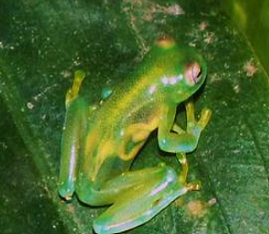 <p>Centrolenella valerioi</p>