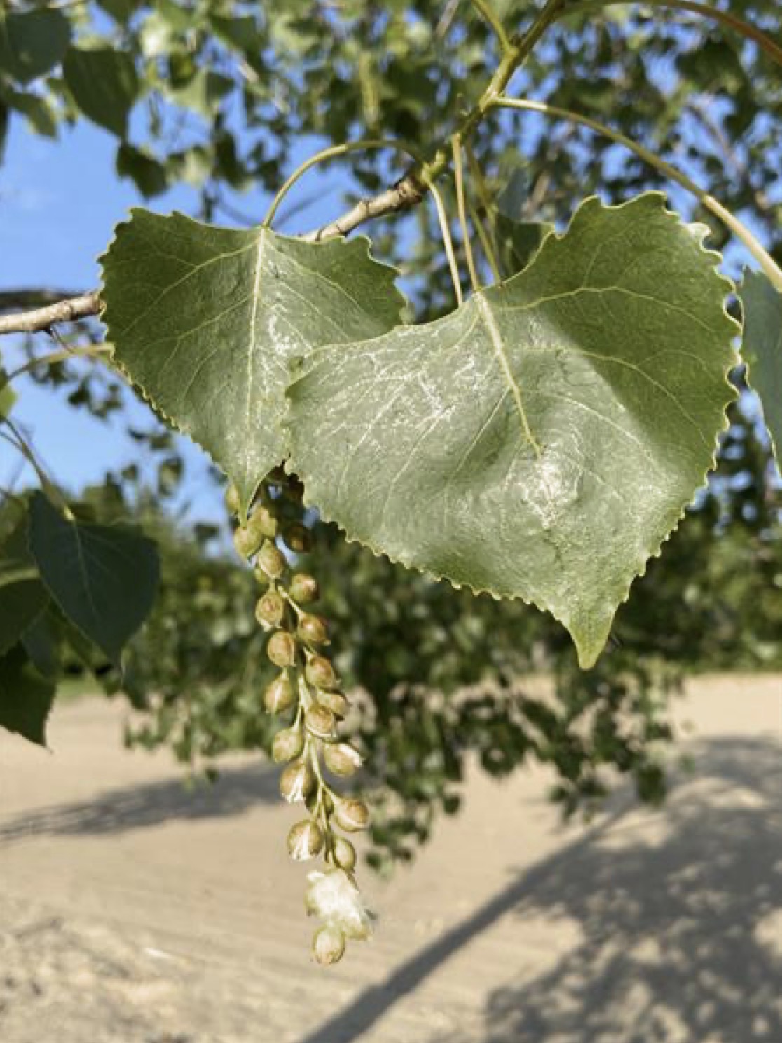 <p>eastern cottonwood</p>