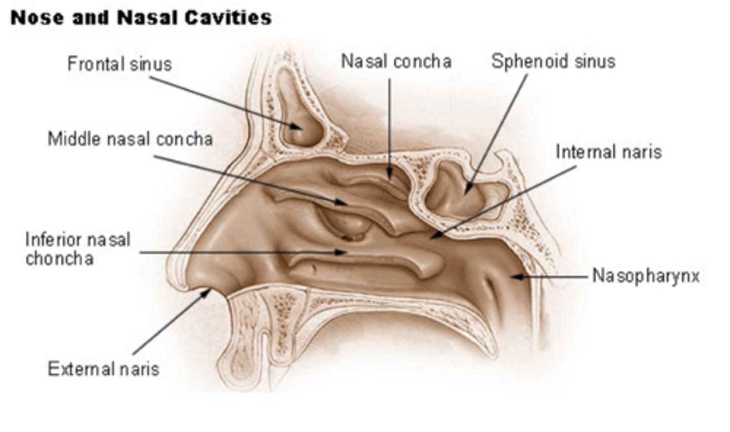<p>nares (nostrils)</p><p>nasal conchae/turbinate bones- inferior, middle, superior</p><p>paranasal air sinuses- frontal, ethmoidal, sphenoidal, maxillary</p>