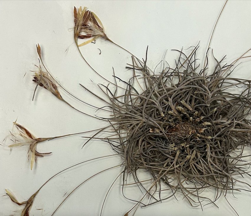 <p>Poales</p><p><span style="background-color: transparent;"><span>Bromeliaceae</span></span></p><p><span style="background-color: transparent;"><em><span>Tillandsia recurvata</span></em></span></p><p><span style="background-color: transparent;"><span>in fruit with seeds dehiscing</span></span></p>