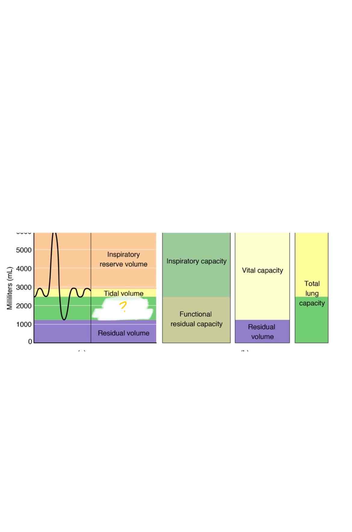 <p>Which lung capacity is highlighted</p>