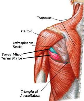 <p>Teres Major</p>