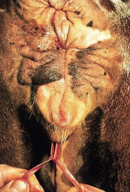 <p>if the cow is recumbent and/or struggling- yes, put in a buhner suture</p>