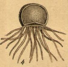 <p>Zoospore-producing, aquatic</p>