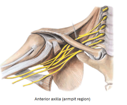 <p>Brachial Plexus</p>