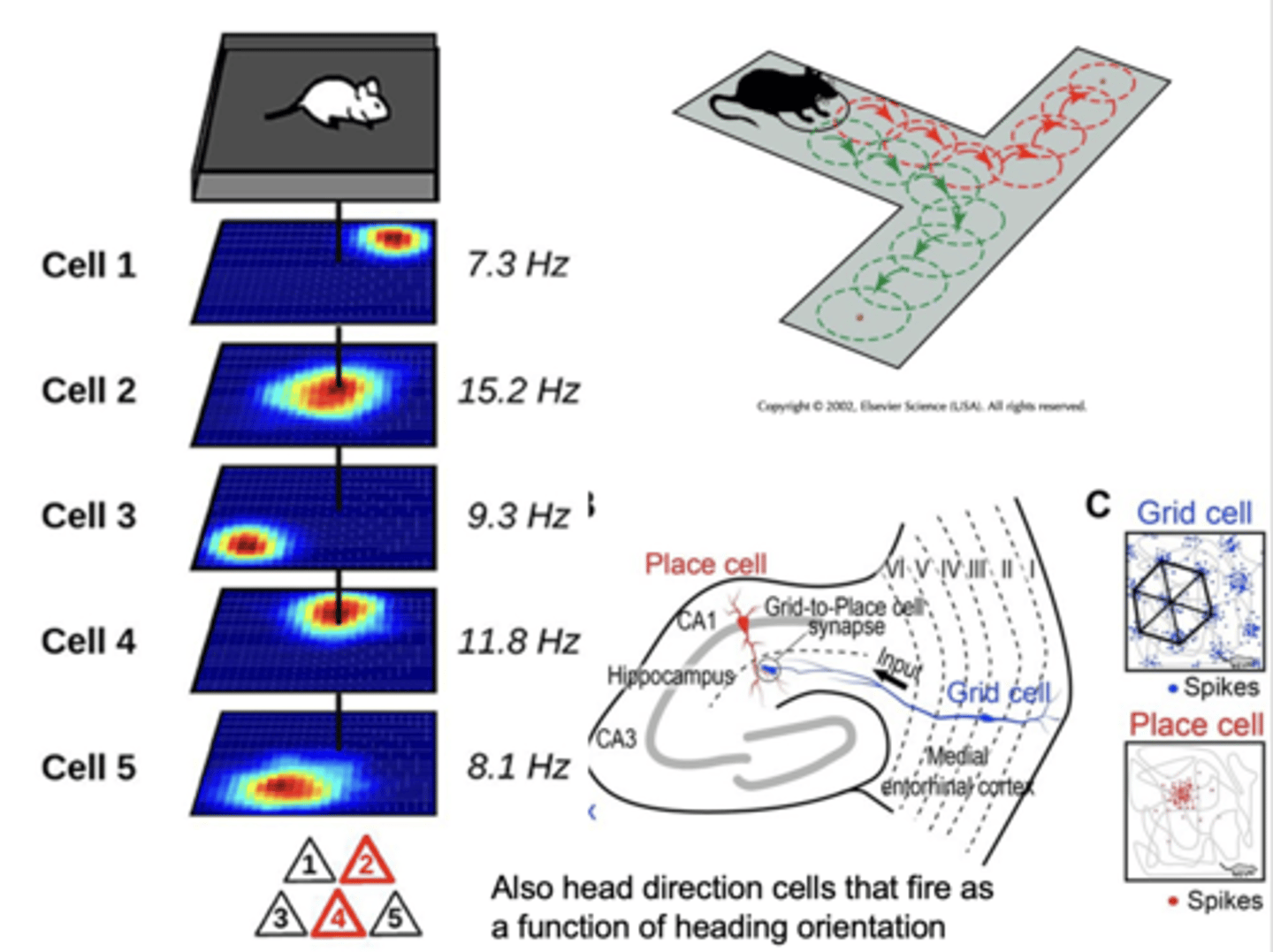 <p>type of cells found in hippocampus whose activity becomes associated with <span style="text-decoration:underline">particular parts of a familiar environment</span></p>