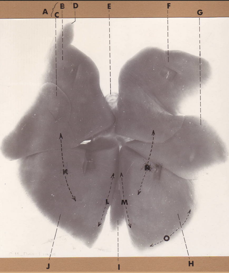 <p>C</p><p>(dog lungs, dorsal)</p>