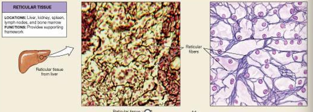 <p>provides supportive framework especially in organs like the spleen and lymph nodes</p><p>location: spleen, lymph nodes, liver, and bone marrow</p>