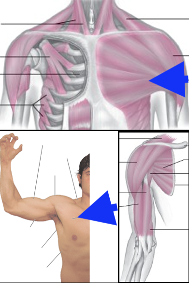 term image