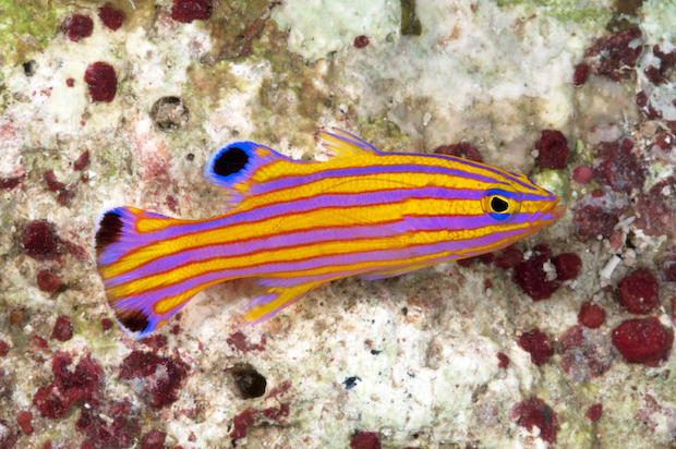 <p>Yellow with 5 bluish/purple horizontal stripes outlined with red stripes</p><p>dorsal fin has a large black spot and is bordered by a blue ring</p><p>anal fin lacks black spot</p><p>caudal fin with two separate black spots and separated by blue rings</p>