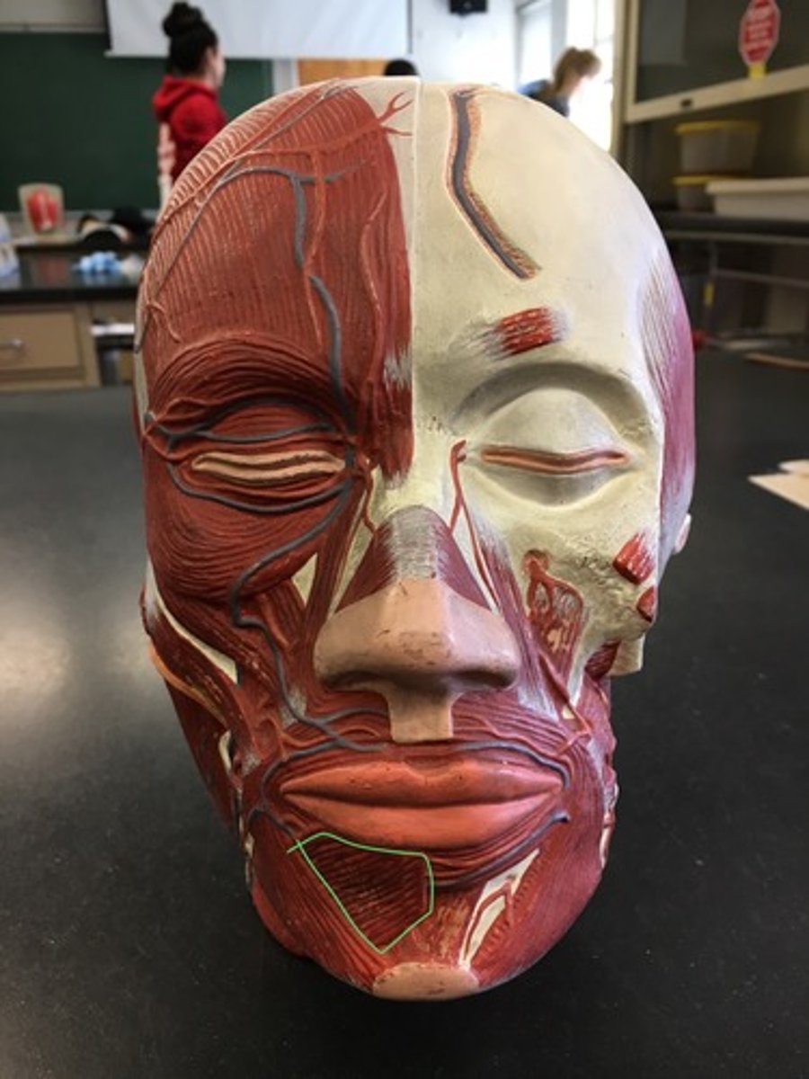 <p>Facial muscle that helps lower the bottom lip; Outer surface of mandible along oblique line (medial)</p>