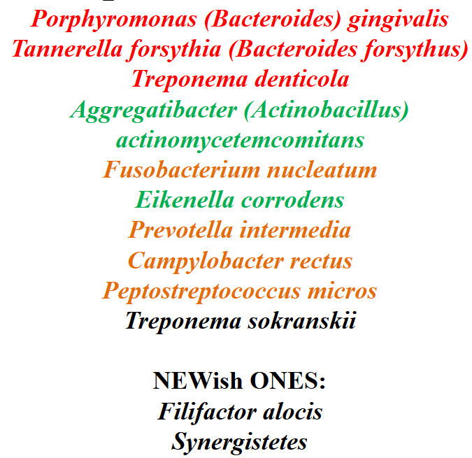 <p>this is a picture of bacteria that commonly associated with periodontal disease</p>