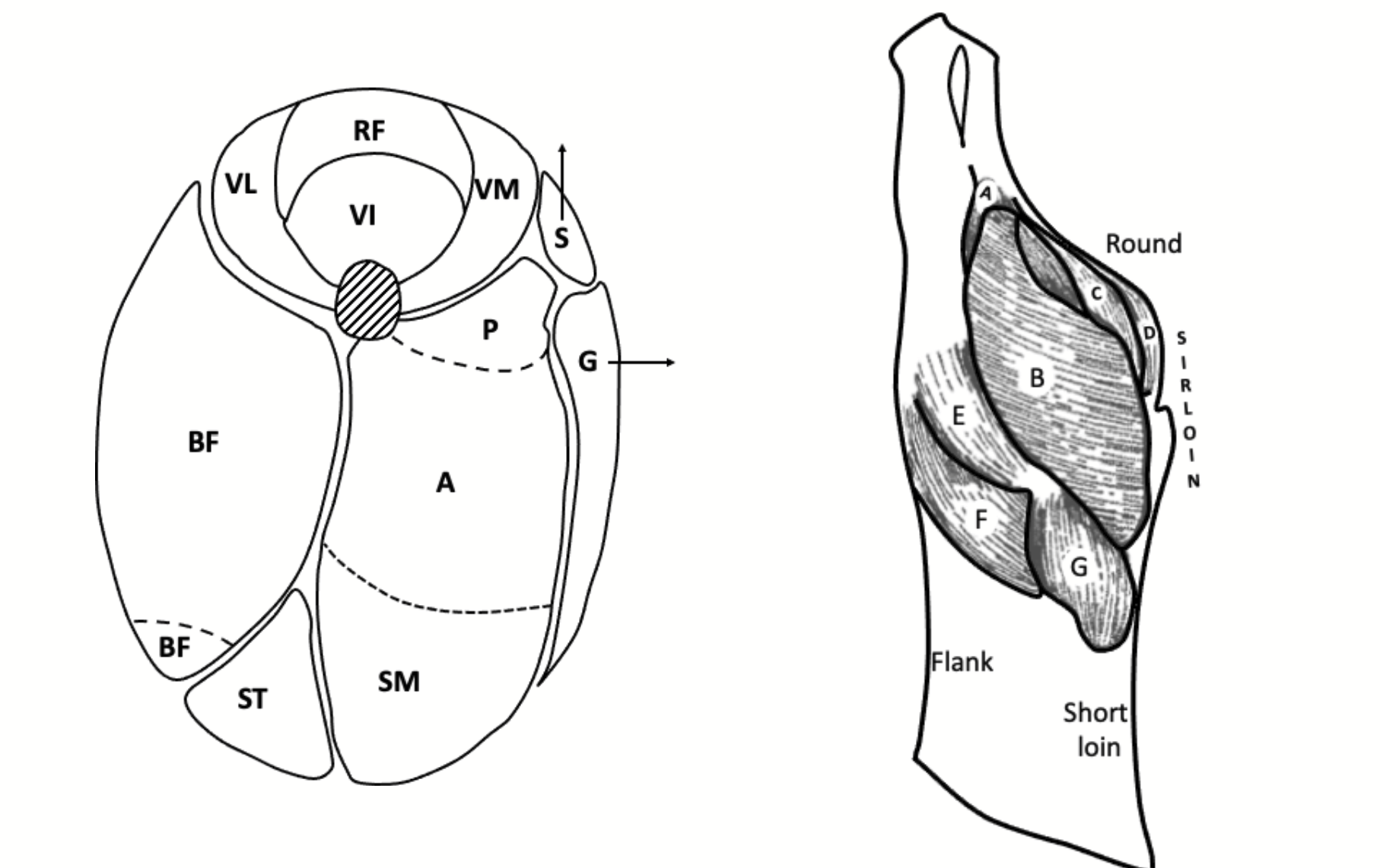 <ul><li><p>Relatively large and produce a large volume of moderately tender meat.</p></li><li><p>Orientation is necessary for the identification of all muscles here except for the gracilis and the sartorius.</p></li></ul><p></p>