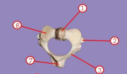 <p><span>Name structure 1</span></p>