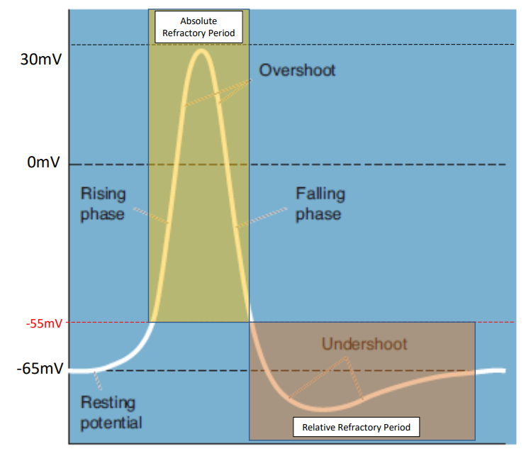 <ul><li><p>Absolute Refractory Period: <strong>No new action potential can be initiated</strong>. (occurs above 55mV)</p></li><li><p>Relative Refractory Period: <strong>A stronger than usual stimulus is necessary</strong> to initiate an action potential. (occurs in the undershoot phase)</p></li></ul><p></p>