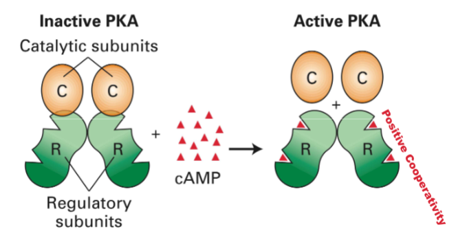<p>-each binding makes the next binding easier</p><ul><li><p>when bound proteins will be phorsphoralated</p></li></ul><p></p>