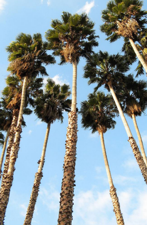 <p>palm tree (Washingtonia robusta)</p>