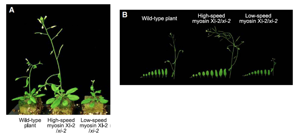 <ul><li><p>Plants grew <strong>taller</strong> with larger leaves compared to wild-type and low-speed myosin plants</p></li></ul><ul><li><p><strong>Shoot height</strong> + <strong>leaf size </strong>+<strong> dry weight</strong> of modified plants differed from wild type 35 days after planting</p></li></ul><p></p>