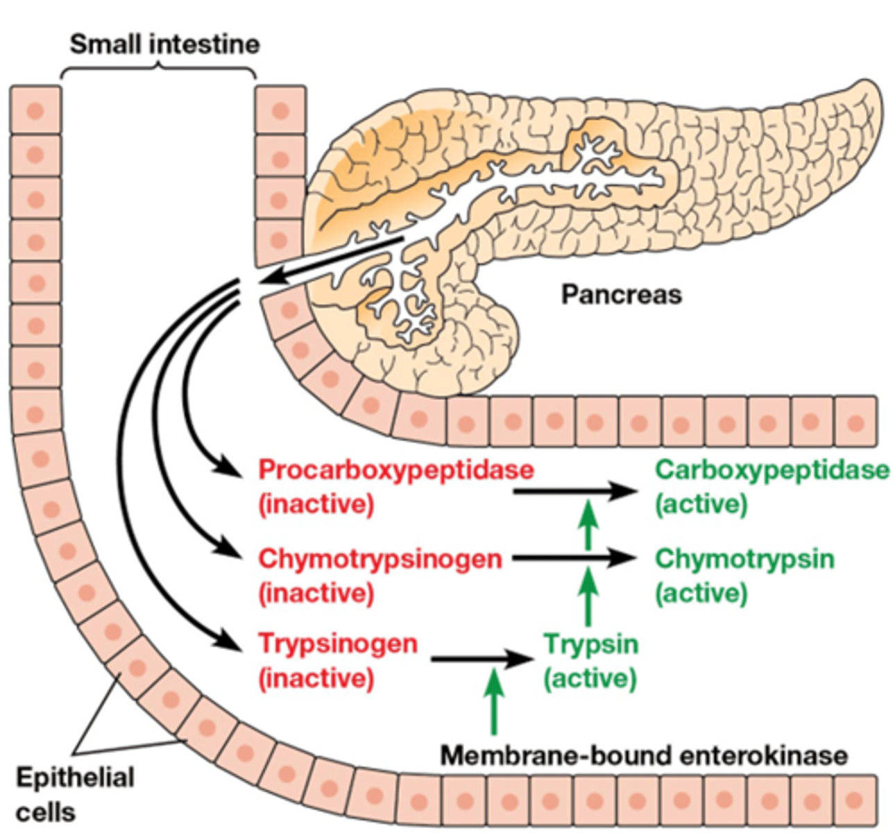 <p>- covalent (onomkeerbaar)</p><p>- Deze verteringsenzymen worden gesynthetiseerd als zymogeen (=pro-enzyme) in de pancreas.</p><p>Ze worden katalytisch actief na klieven van één enkele peptide binding.</p>