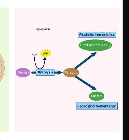 <p>Stages/Steps of Anaerobic </p>