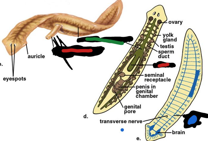 <p>Planarian Anatomy: What is the <em>RED </em>part called?</p>