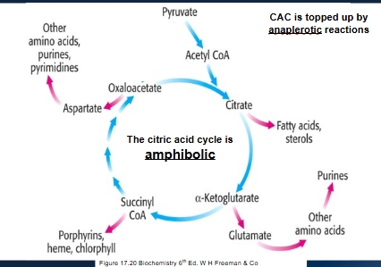 <p>Is both catabolic and anabolic</p>