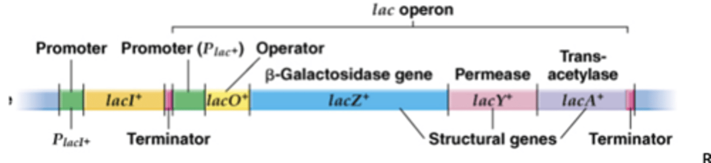 <p>-one promoter, three genes in a row</p><p>-LacA: sugar export</p><p>-these three are structural genes and not involved in regulating genes</p><p>-negatively regulates and inducible</p>