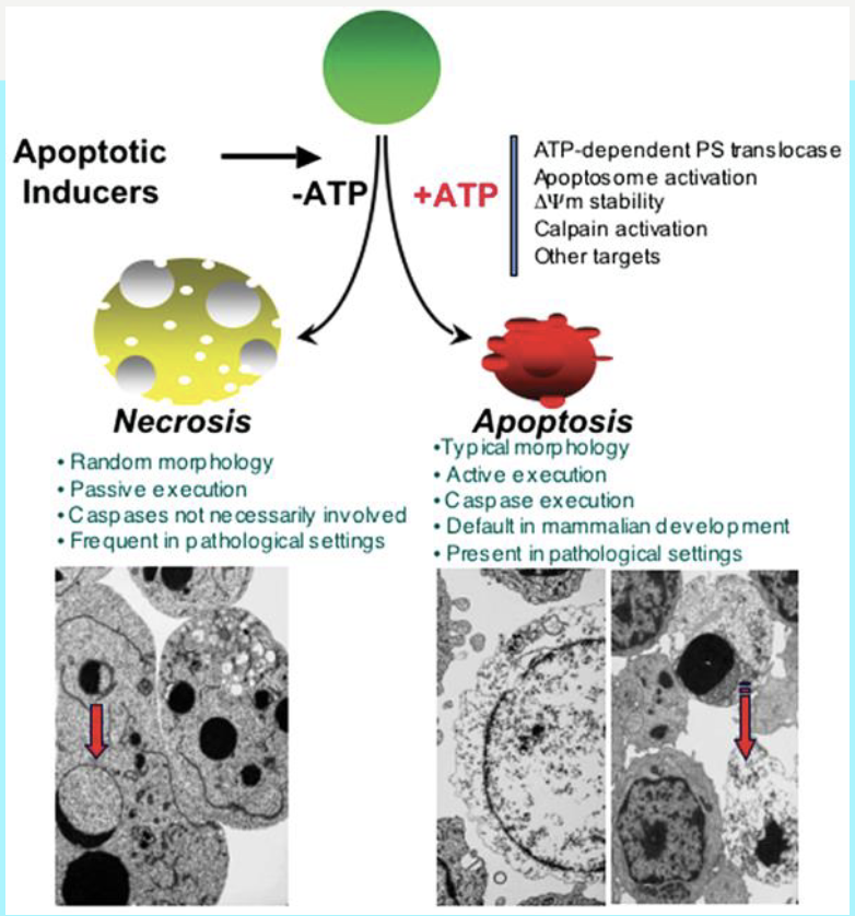 <p>we have necrosis and apoptosis</p><p></p><p>necrosis is <span>is an accidental cell death caused by injury or infection </span></p><p><span>whereas</span> </p><p><span><span>apoptosis is a natural, programmed cell death essential for development</span></span></p><p></p><p><span><span>again review this when revising</span></span></p>