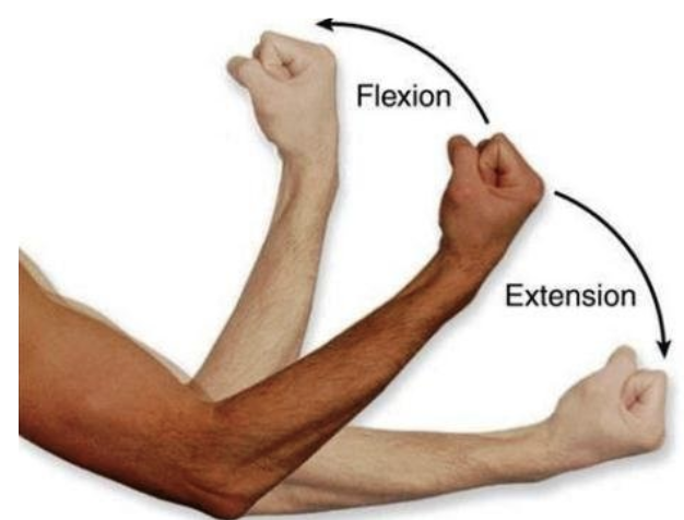 <p>It can only move on the sagittal plane, performing flexion and extension.</p>