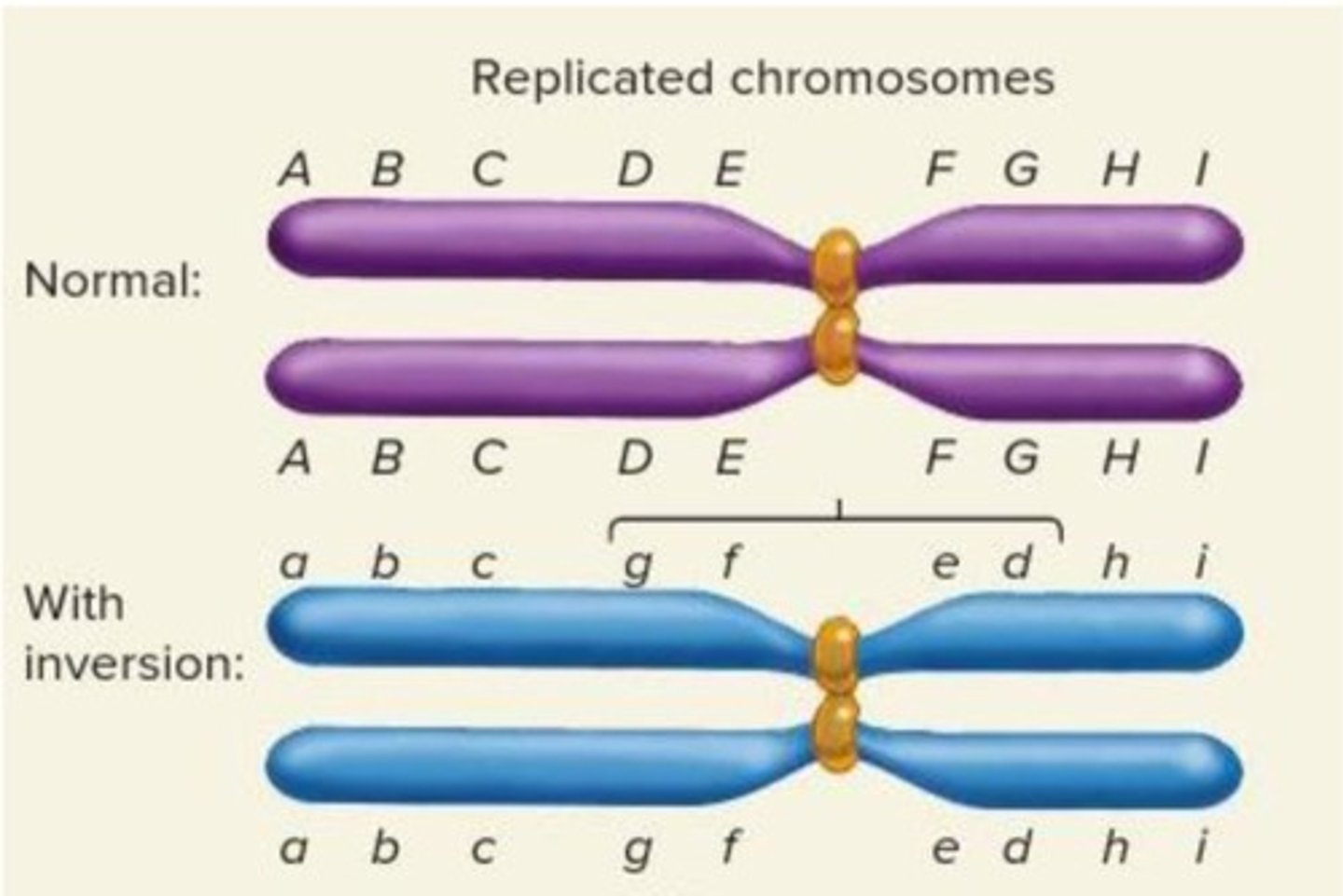 <p>A diploid individual that carries one normal chromosome and a homologous chromosome with an inversion.</p>