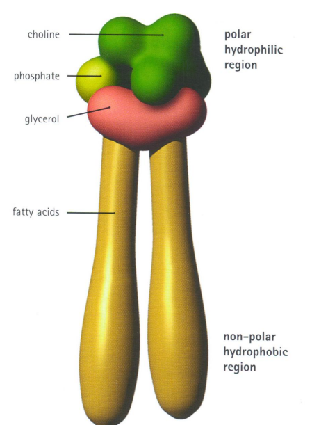 <p>Each lipid molecule is amphipathic</p><ul><li><p>hydrophilic end (phosphate)</p></li><li><p>hydrophobic end (lipid)</p></li></ul><p></p>