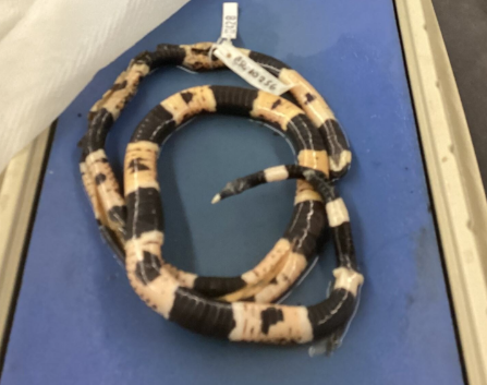 <p>ID genus</p>