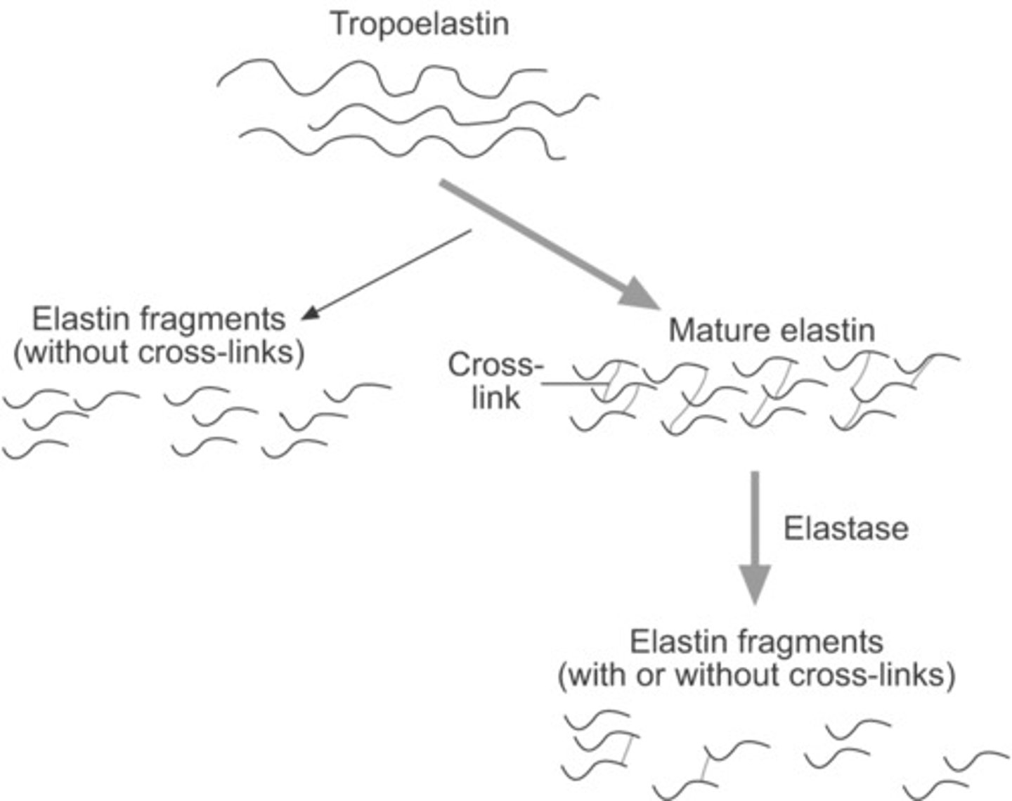 <p>precursor of elastin</p><p>- some lysyl residue side chains are modified to form allysine, allowing tropoelastin to interact with glycoprotein microfibrils (like fibrillin)</p>