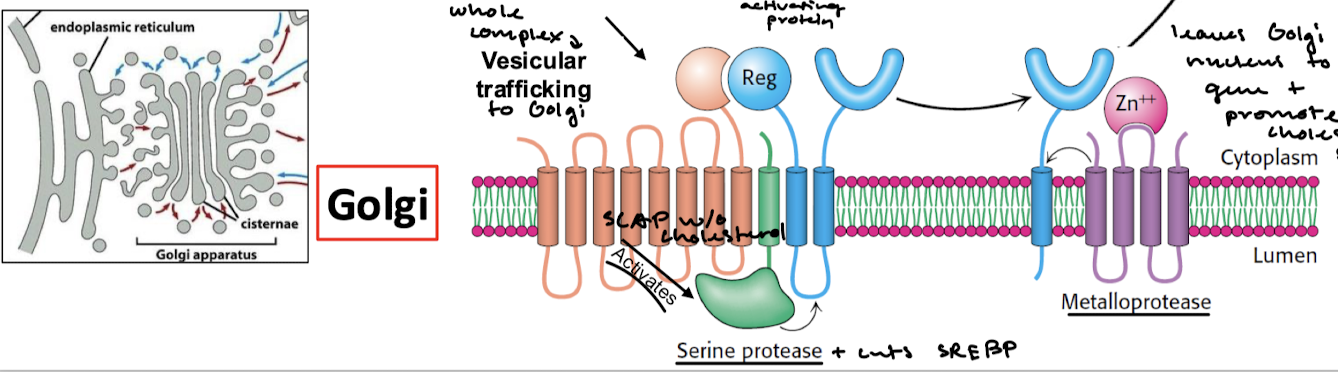 <p>SCAP without cholesterol and in the Golgi will activated serine protease to cleave part of SREBP. A metalloprotease cleaves the rest of the TF from the transmembrane portion of SREBP, freeing the TF to travel to the nucleus and promote transcription of enzymes involved in cholesterol synthesis.</p>