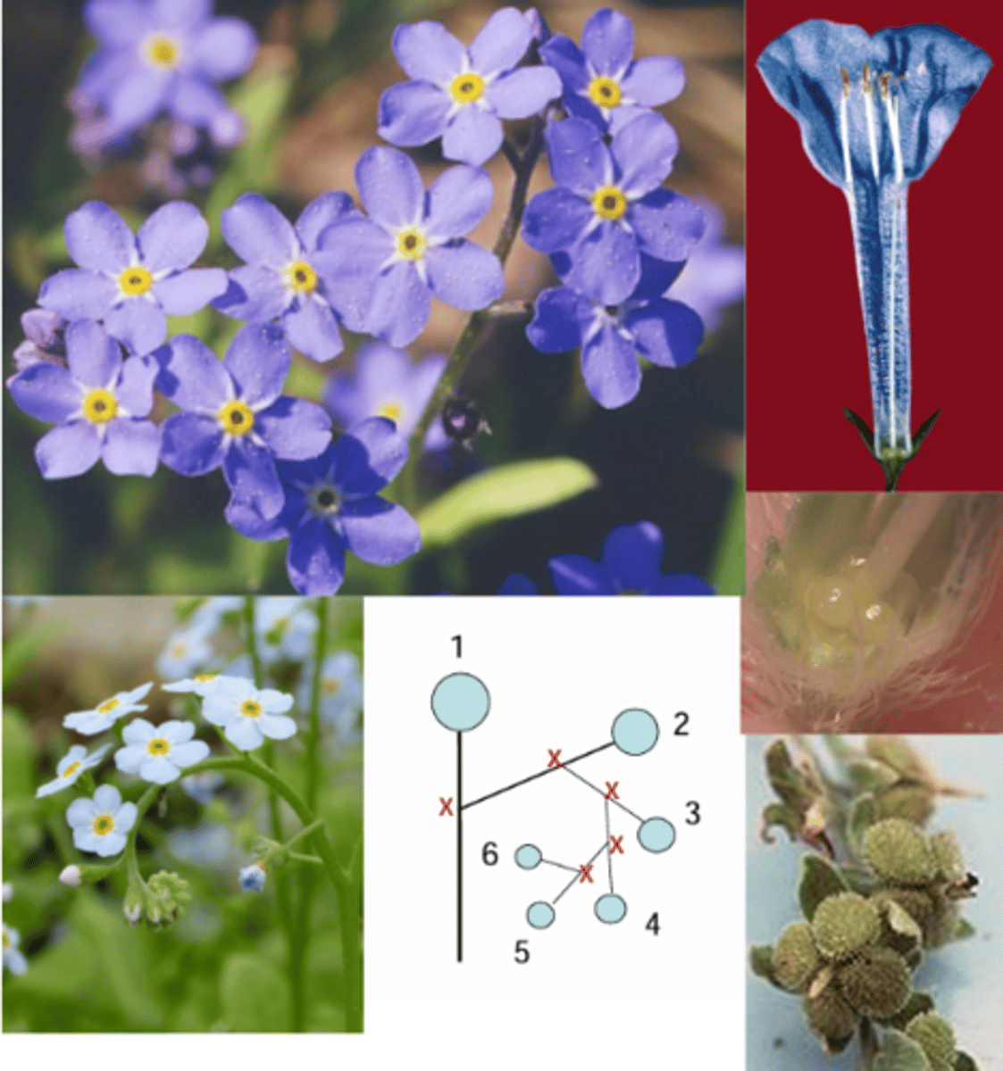 <p>What genus has these characteristics? </p><p>salverform flowers < 1/2 inch across</p><p>usually blue w/ contrasting eye</p><p>Often grows in wet areas (even right in streams)</p><p>1) Alternate Leaves </p><p>2) Regular Flowers </p><p>3) Helicoid Cyme </p><p>4) Gynobasic Style (Fruit = Nutlets) </p>