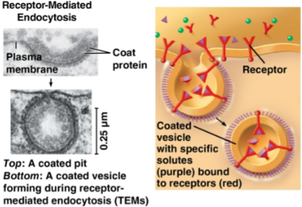 <p>Receptor-mediated endocytosis</p>