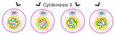 <ul><li><p>nuclei form, chromosomes decondense</p></li><li><p>results in 4 daughter gamete cells that contain a haploid (unduplicated) set of chromosomes; each daughter is genetically unique</p></li></ul><p></p>