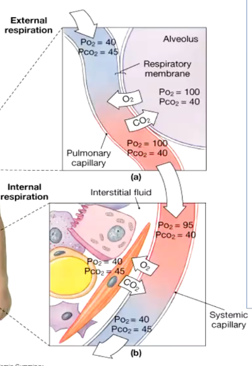 <p><strong>Principle: diffusion along a partial pressure gradient</strong> </p><ul><li><p><strong>Gases move from areas of high partial pressure (P) → low partial pressure (P)</strong></p></li><li><p>In the lungs:</p><ul><li><p><strong>O₂ diffuses from alveoli → blood</strong> because <strong>PAO₂ > PvO₂</strong></p></li><li><p><strong>CO₂ diffuses from blood → alveoli</strong> because <strong>PvCO₂ > PACO₂</strong></p></li></ul></li></ul><div data-type="horizontalRule"><hr></div><p> <strong>2. Pulmonary circulation specifics</strong> </p><ol><li><p><strong>Deoxygenated blood arrives in pulmonary capillaries </strong></p><ul><li><p>PO₂ ≈ 40 mmHg</p></li><li><p>PCO₂ ≈ 45 mmHg</p></li></ul></li><li><p><strong>Alveolar air in the lungs</strong></p><ul><li><p>PO₂ ≈ 100 mmHg</p></li><li><p>PCO₂ ≈ 40 mmHg</p></li></ul></li><li><p><strong>Diffusion occurs</strong>:</p><ul><li><p><strong>O₂ moves into blood</strong> until arterial PO₂ ≈ 100 mmHg</p></li><li><p><strong>CO₂ moves into alveoli</strong> until blood PCO₂ ≈ 40 mmHg</p></li></ul></li></ol><p>→ tissues (~40 mmHg) → venous blood (~40 mmHg)</p>