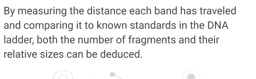 <p>The number of bands visible on the gel after staining corresponds to the number of different-sized DNA fragments in each sample. By measuring the distance each band has travelled and comparing it to known standards in the DNA ladder, both the number of fragments and their relative sizes can be deduced.</p>