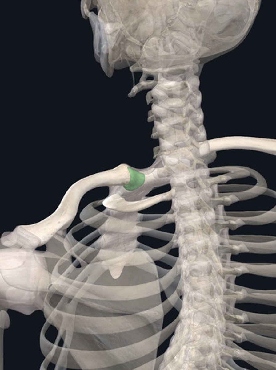 <p>- posterior portion of SC ligament</p><p>- connects posterior aspect of manubrium of sternum to posterior aspect of clavicle</p><p>- limits posterior movement of medial end of clavicle on sternum (manubrium) during scapular protraction</p><p>- limits anterior motion of clavicle during scapular retraction</p>