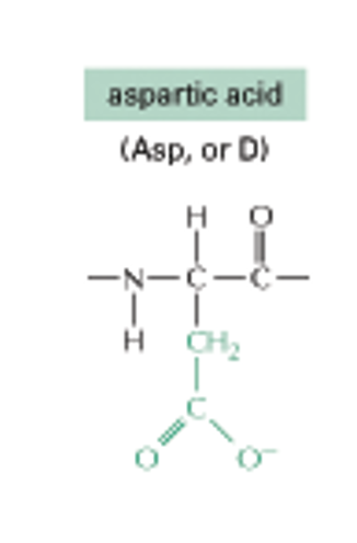 <p>Aspartic Acid CH2, (C, O, O-)</p>